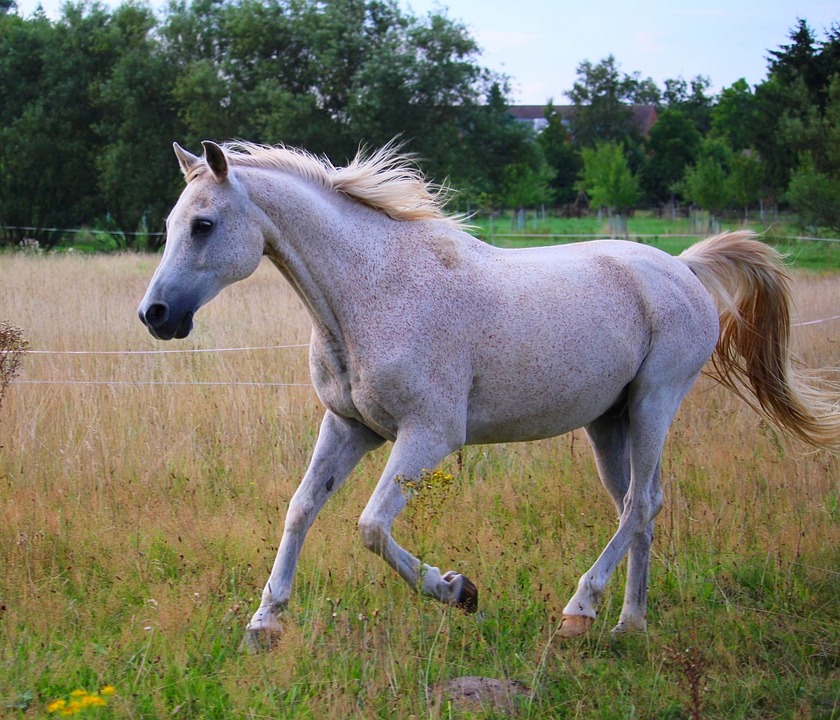 Je houba plíseň? Rozdíly mezi houbami a plísněmi